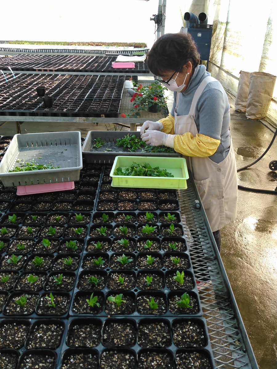 オステオスペルマム挿し木 埼玉県深谷市の観葉植物の生産販売 小林花卉