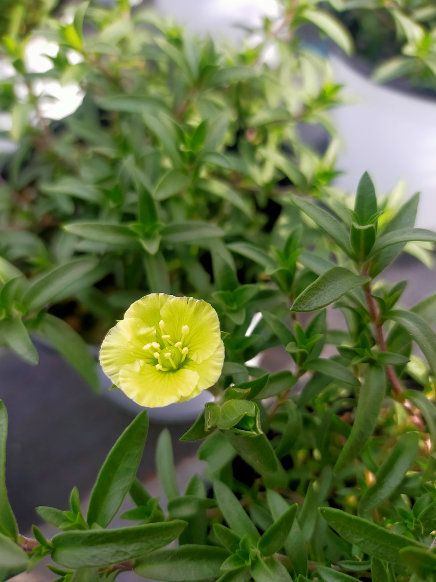アレナリア レモンサマーが咲きました 埼玉県深谷市の観葉植物の生産販売 小林花卉