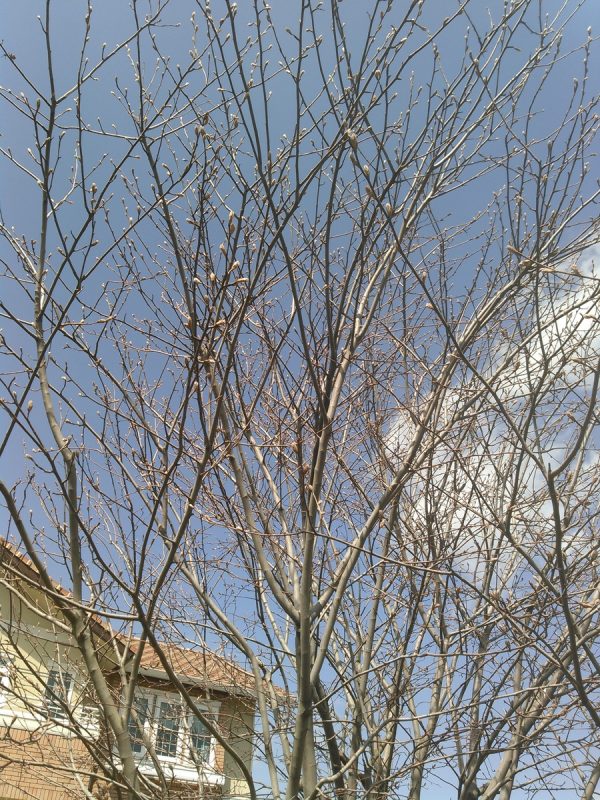 サクランボの木とジューンベリー、バラサムネイル